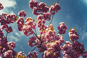 Bloesem Foto op Canvas – Roze Kersenbloesem Lente Wanddecoratie 14