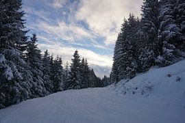Skipiste mit verschneiten Bäumen bei Sonnenuntergang in der Wildschönau, Tirol, Österreich