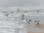 Drieteenstrandlopers van Esther van Rooijen thumbnail