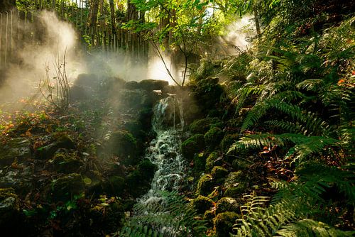 Steamy Jungle. Frankrijk. Botanical Brilliance