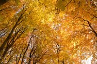 Autumn's golden ceiling