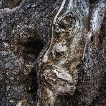 Sprekend portret  in boomstam van Eugene Winthagen