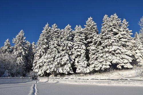 Voetafdrukken in de sneeuw