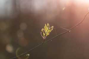 neues blattes im Rampenlicht