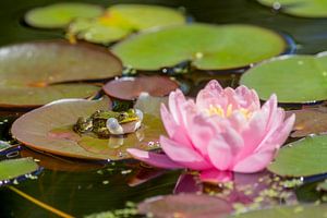 pond with a pink water lily and a frog by gaps photography