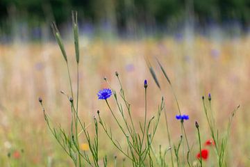 voorjaars bloemen van ton vogels