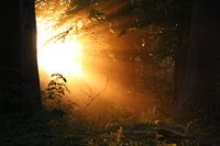 Sunlight in the darkness