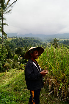 Man in Indonesische Rijstvelden
