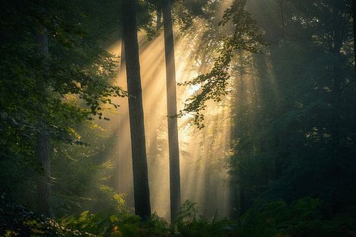 Forest photography "first daylight" by Björn van den Berg