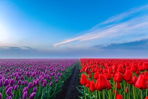 Kampf zwischen den Tulpen
