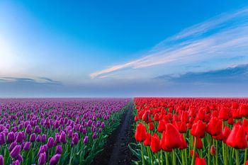 battle between the tulips