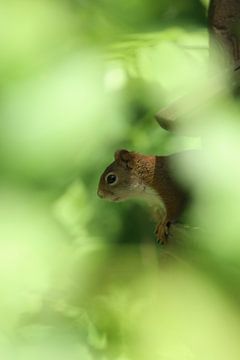 Mit Blick auf Eichhörnchen von R Driessen