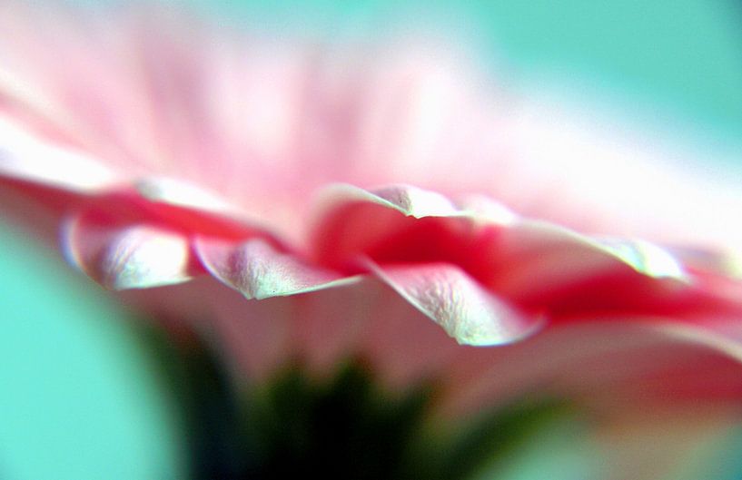 Pink Gerbera by Andreas Berheide Photography