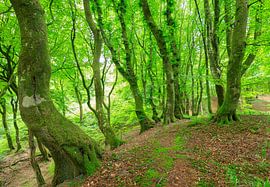 Rold Skov (Denmark) by Marcel Kerdijk