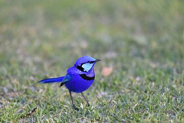 Rhapsodie in Blau: ein Männchen der Prächtigen Fee (Malurus splendens) von Rini Kools