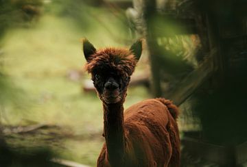 Een alpaca tussen de beschutting van bomen