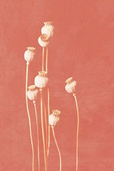 Mohn, botanischer Druck Korallenrosa