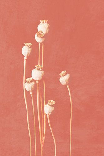 Mohn, botanischer Druck Korallenrosa