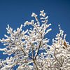 La neige sur les branches et le ciel bleu forment une belle scène d'hiver. sur Eric van Nieuwland