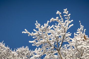 sneeuw op takken en een blauwe lucht geeft een mooi winterbeeld