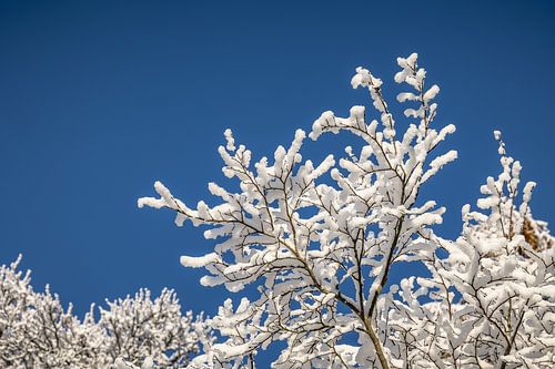 La neige sur les branches et le ciel bleu forment une belle scène d'hiver. sur Eric van Nieuwland