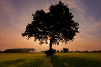 Natuur Aan De Muur.