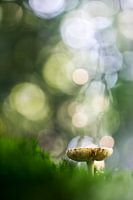 Magic
