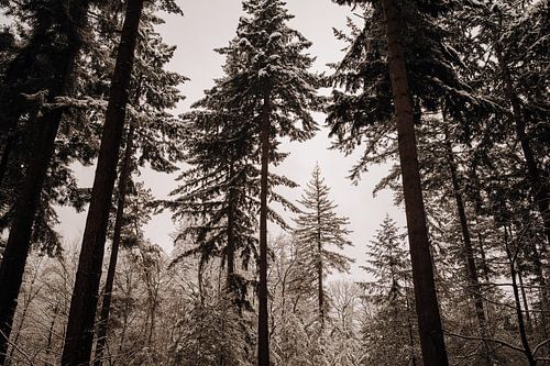 Baumkronen mit Schnee