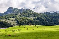 Weiland met koeien en kapel in Picos de Europa van Easycopters thumbnail