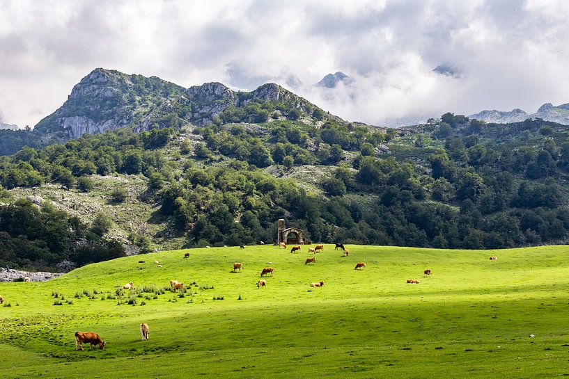 Weiland met koeien en kapel in Picos de Europa van Easycopters