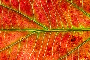 Rood hersftblad met groene nerven van Michel Vedder Photography