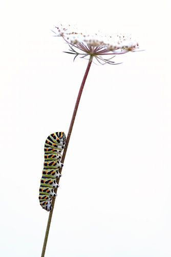 Caterpillar of the Konningenpage on wild carrot in high key