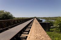 Swamp Bridge