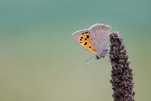 joli papillon sur la tête