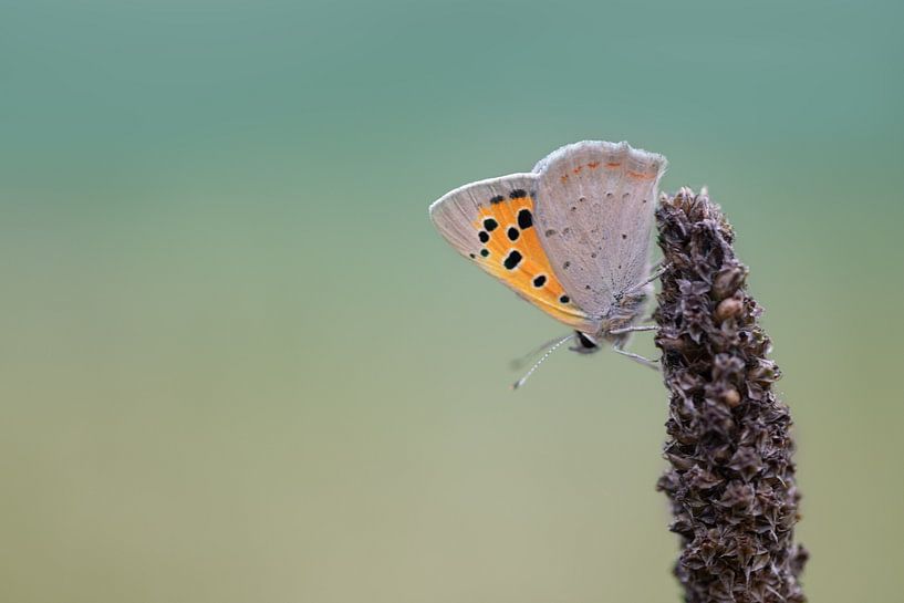 hübscher Schmetterling auf dem Kopf von KB Design & Photography (Karen Brouwer)