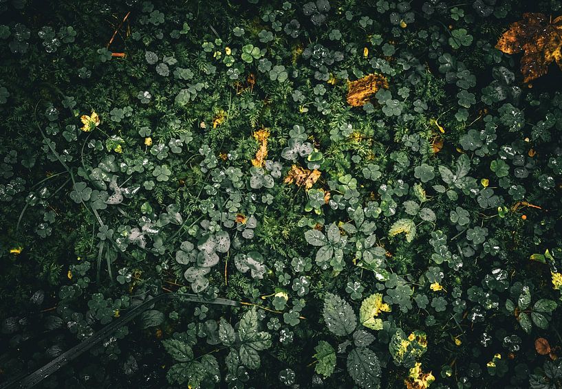 Forest floor by Li-Bro
