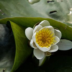 Nénuphars sur Leonard Boshuizen