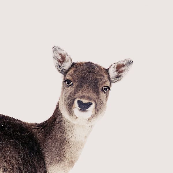 Deer Peekaboo Rose by Monika Strigel
