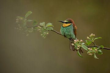 Bienenfresser auf der Suche von Gea Veldhuizen