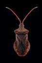 Fokusstapel eines Berry-Bugs von Jeroen Stel Miniaturansicht