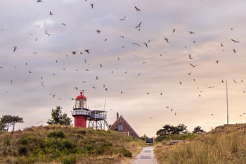 Tanzende Vögel über dem Leuchtturm