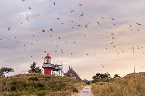 Dansende vogels boven de vuurtoren