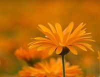 Goudsbloem - Marigold