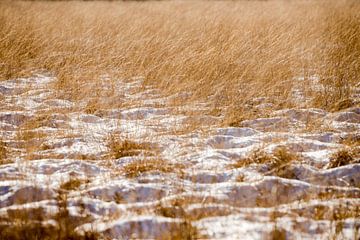 Landschap in de winter, grashalmen bedekt onder sneeuw