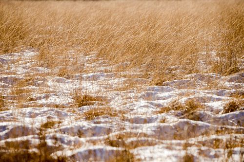 Paysage en hiver, herbe couverte de neige