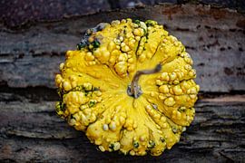 yellow pocked ornamental gourd on tree bark