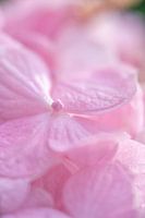 Hortensie