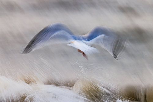 Abstrakte Möwe