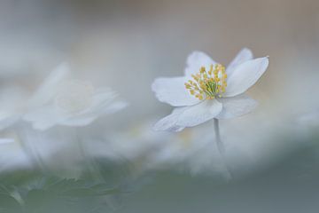 Close-up van een bosanemoontje van Jeannet Hooftman