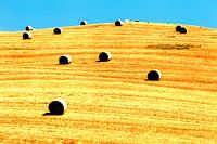 Rollen stro, Val d'Arbia, Toscane.